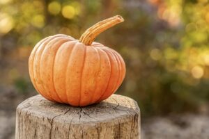 A little orange pumpkin sitting on an old tree stump outdoors.